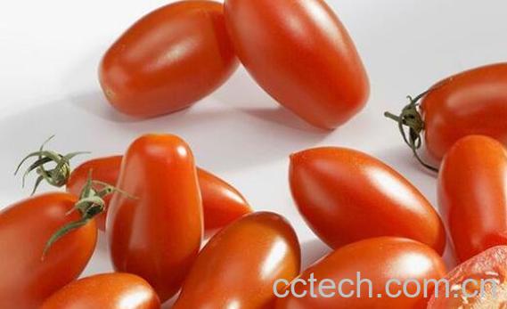  奶柿子和圣女果的区别 吃奶柿子的好处-0