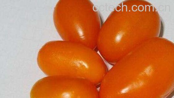 什么是奶柿子 奶柿子的功效与作用-0