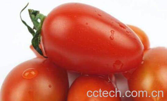 什么是奶柿子 奶柿子的功效与作用-1