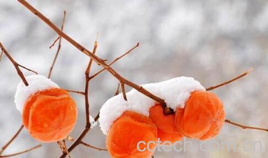 冻柿子怎么吃 冻柿子怎么做 -0