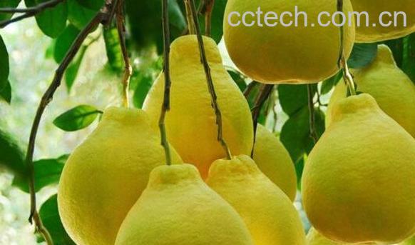 文旦柚和平和柚的区别 文旦柚的功效与作用-1