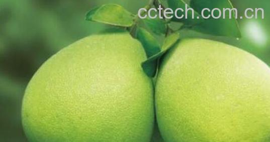 文旦柚和柚子的区别 吃柚子的好处-1