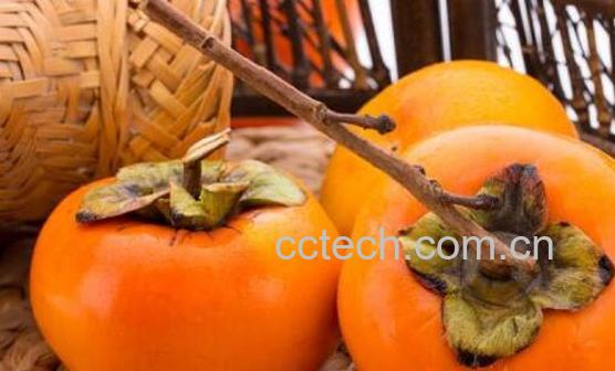 脆柿子的功效与作用有哪些-1