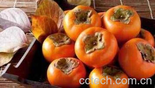 怎么判断脆柿有没有熟 脆柿是怎么形成的-1