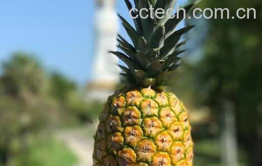 金菠萝与普通菠萝的区别 吃菠萝的好处-1
