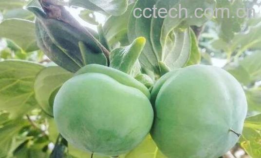 青柿子的功效与作用及禁忌-0