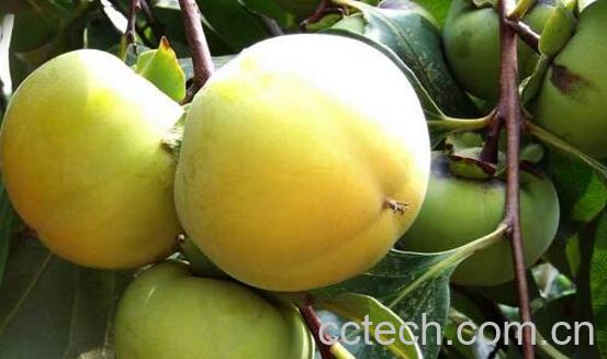 青柿子的功效与作用及禁忌-1