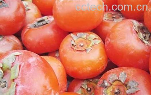 吃懒柿子的好处和坏处-0