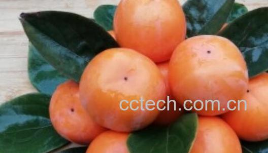 懒柿子的功效与作用及禁忌-1