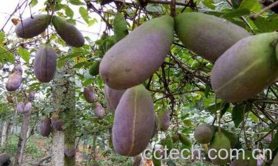 八月瓜壳怎么吃-1