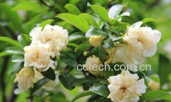 白石榴花的功效与作用及禁忌-0