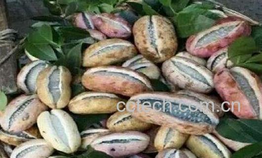 八月瓜壳可以吃吗 八月瓜壳怎么吃-0