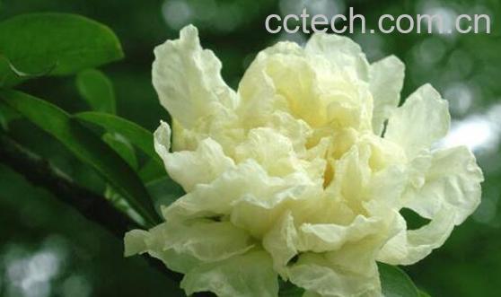 白石榴花的禁忌-1