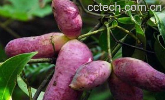 八月瓜酒的功效与作用-0