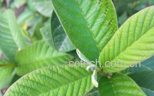 石榴叶的副作用-1