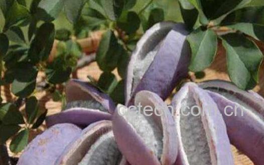 八月瓜皮泡酒的副作用-1