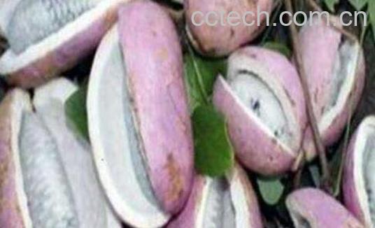 八月瓜皮泡酒的功效与作用及副作用-0