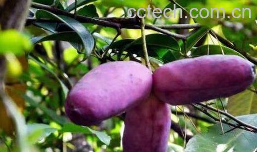 八月瓜酒的功效与作用-1