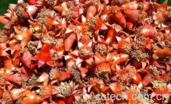 石榴花晒干泡茶的功效-0