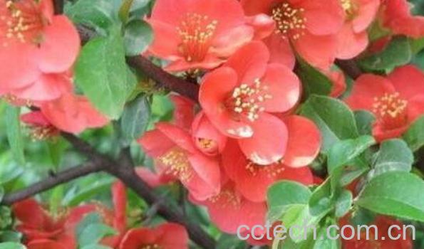 石榴花晒干泡茶的功效-1