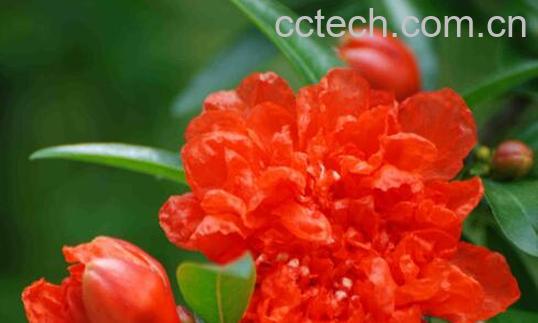 石榴花的功效和做法-0