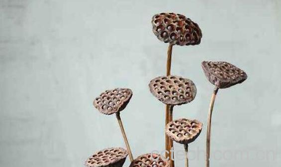 莲蓬干的功效与作用及禁忌-0