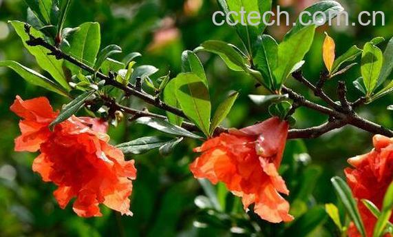 石榴花的功效和做法-1