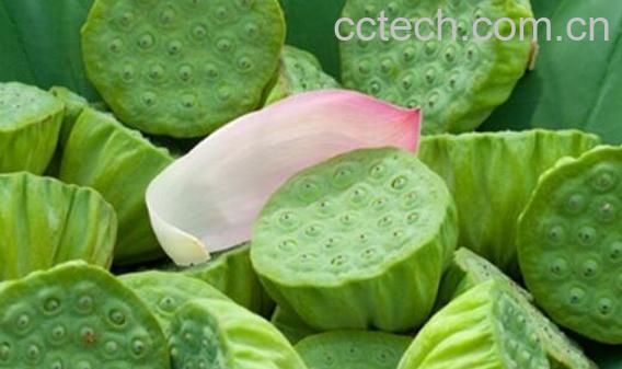 莲蓬壳煮水的功效与作用 莲蓬壳煮水喝的禁忌-0