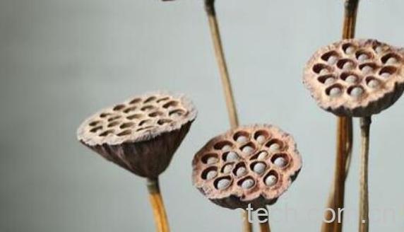 莲蓬干的功效与作用-1