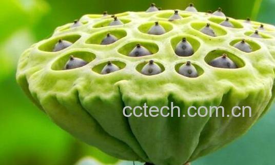 莲蓬壳煮水的功效与作用 莲蓬壳煮水喝的禁忌-1