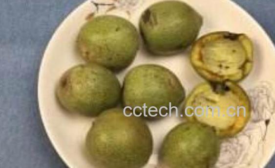 新鲜核桃如何去青皮 核桃去青皮小妙招-1