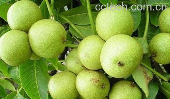 青核桃皮的功效与作用-0