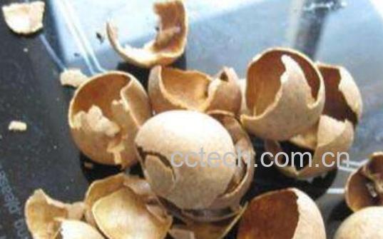 桂圆壳的功效与作用 桂圆壳的药用价值-1