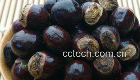 桂圆核的妙用-1