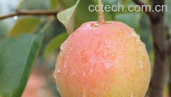 火把梨的功效与作用-0