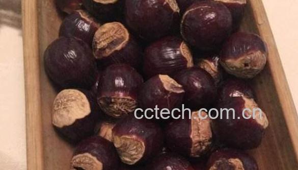 桂圆壳和核同煮的功效-1