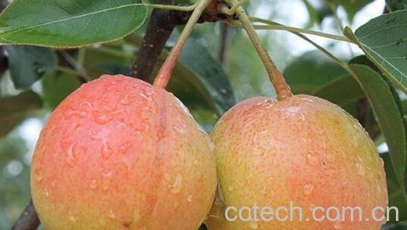 火把梨的功效与作用-1