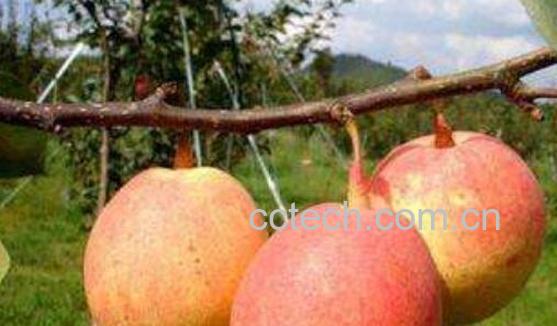 火梨的功效与作用 火梨的食用方法-0