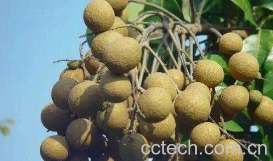 桂圆皮的功效与作用及食用方法-1