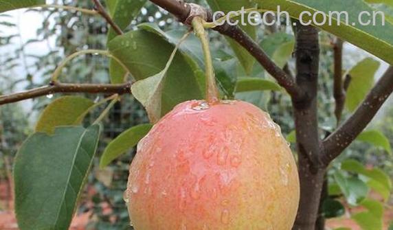 火梨的功效与作用 火梨的食用方法-1