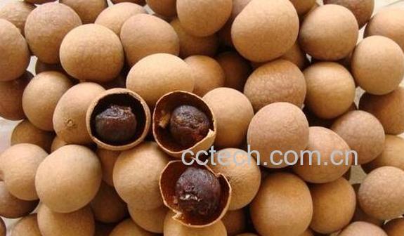 桂圆皮怎么泡水喝 桂圆皮泡水的功效与作用-0