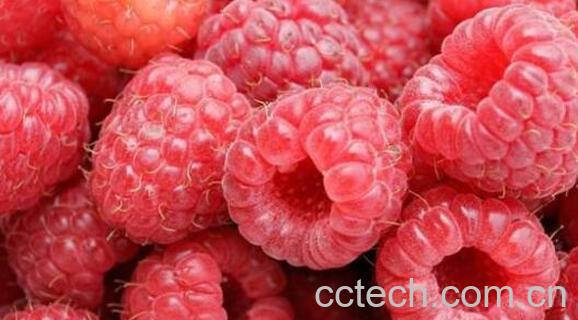 树莓里有虫子怎么清洗 树莓上面的虫子怎么清洗-1