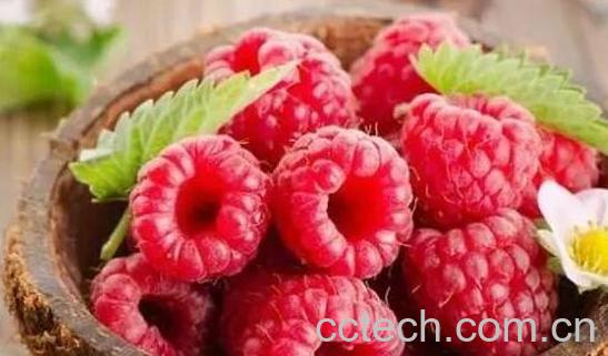 树莓里有虫子怎么清洗 树莓上面的虫子怎么清洗-0