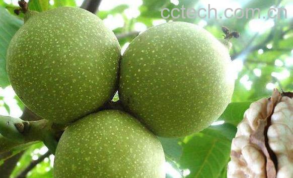 绿色的核桃皮怎么去掉-0