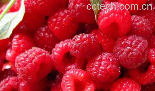 树莓怎么吃效果最好 吃树莓的注意事项-0
