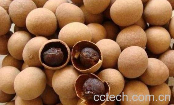 桂圆壳有什么作用与功效 -0