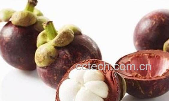 山竹壳的功效与作用有哪些-0