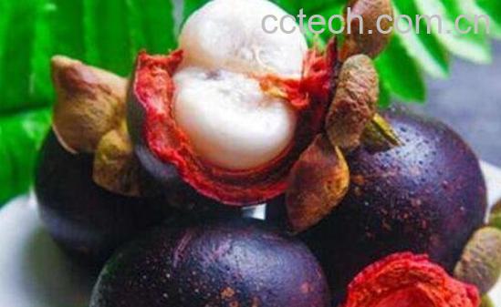 山竹壳的功效与作用有哪些-1