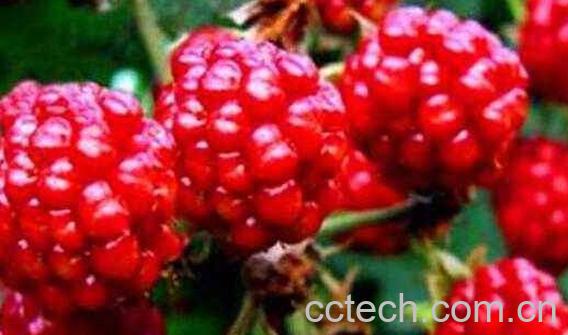 刺泡子的功效与作用 刺泡子什么时候成熟-0