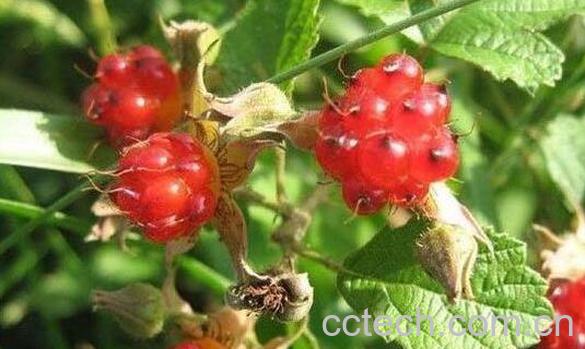 刺泡子的功效与作用 刺泡子什么时候成熟-1